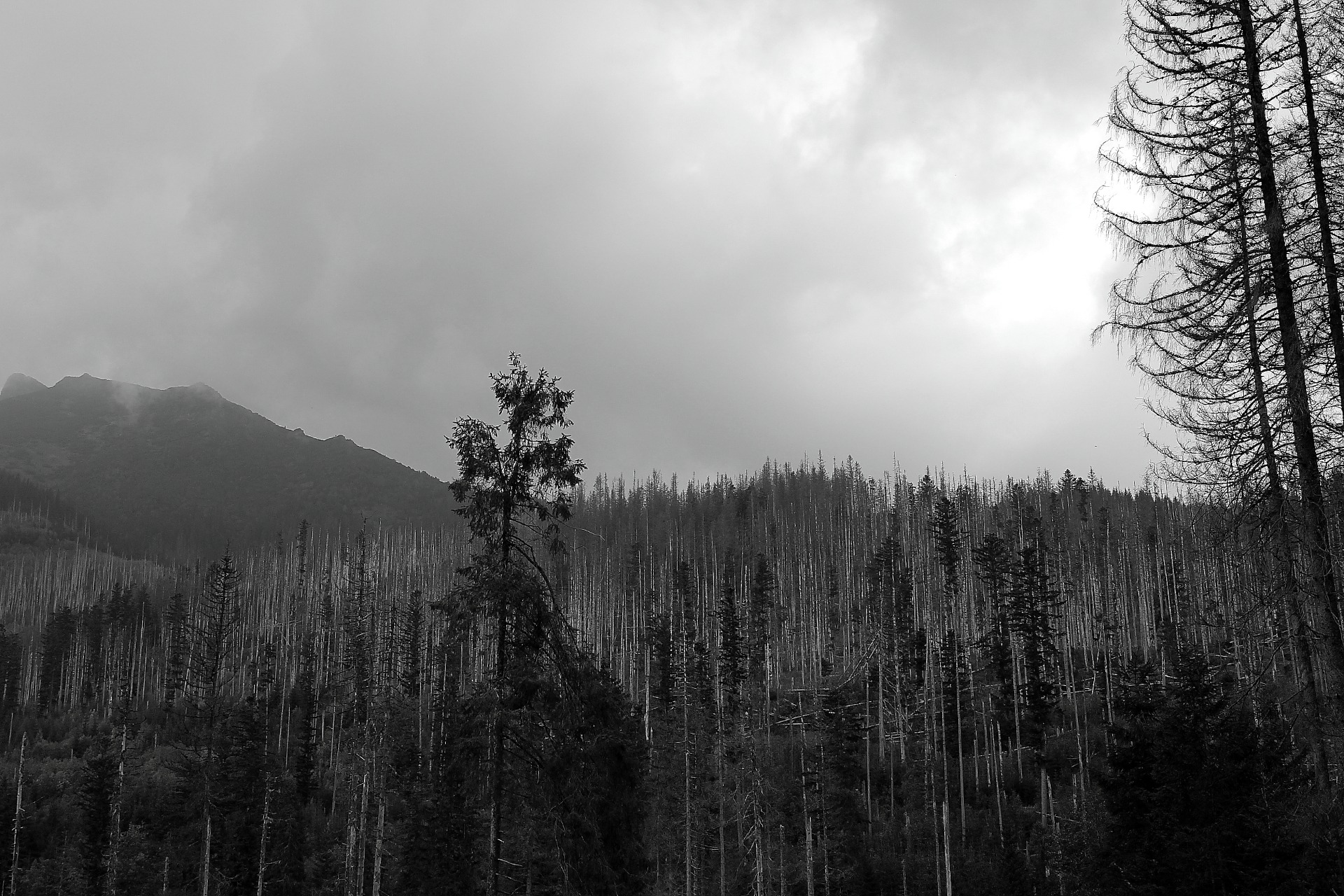 life through the lens